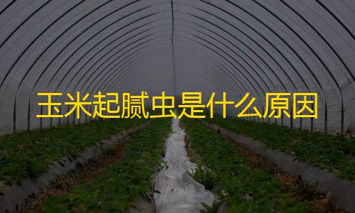 三角洲透视辅助器免费玉米起腻虫是什么原因